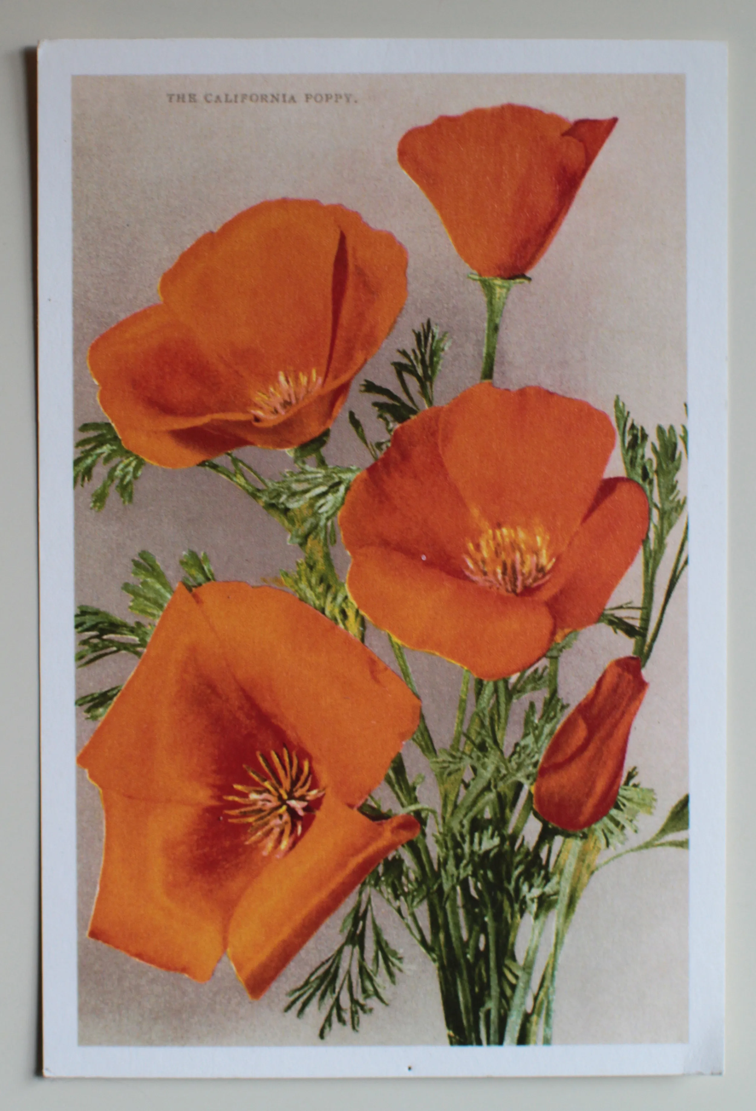 The California Poppy , a Muir Woods postcard